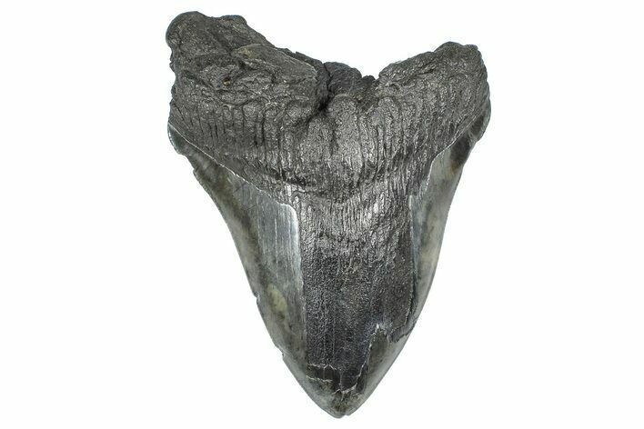 Bargain, Fossil Megalodon Tooth - South Carolina #367983